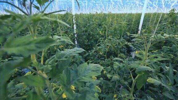 温室里种着西红柿现代农业