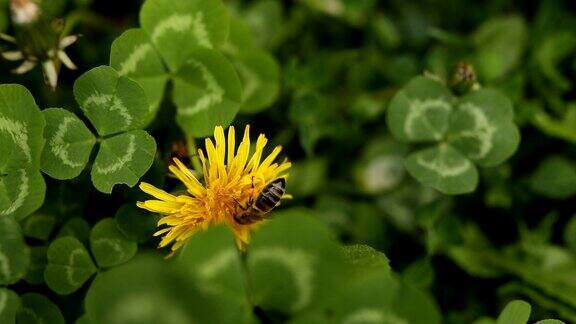 蜜蜂在黄色的花蒲公英和三叶草在春天