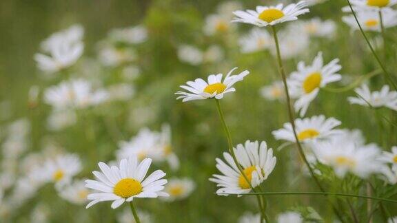 风中摇曳的白色雏菊白色盛开的洋甘菊花夏季田草地特写野花在大自然的春天环境保护生态系统美丽的蜡台