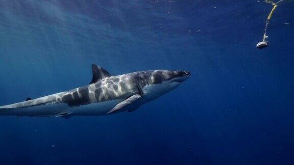 大白鲨慢镜头