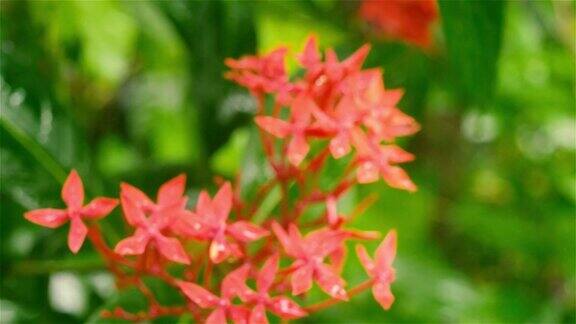 红色的花在水湿伊克索拉红小花被雨淋透了美丽的室内植物花卉背景设计视频片段雨季有雨天和雨季雷声的音效大自然的美关闭了