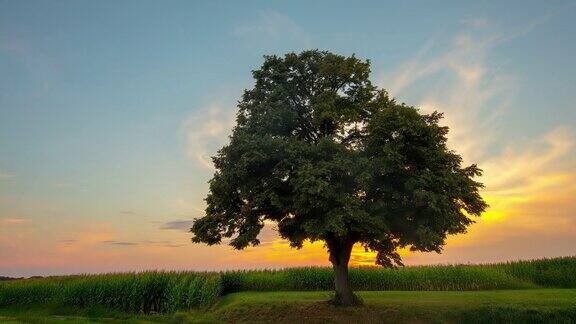 落日时那棵孤独的树