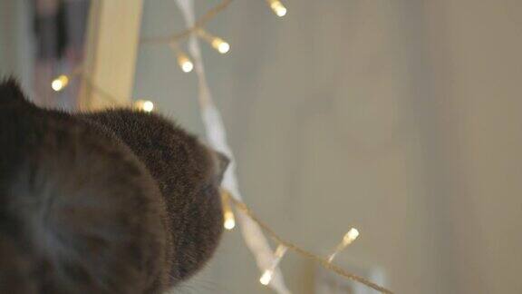 一只灰色的猫正在看花环的灯光后视图圣诞节的气氛