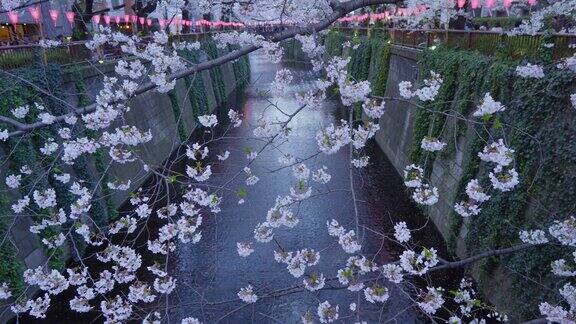 东京目黑运河的樱花