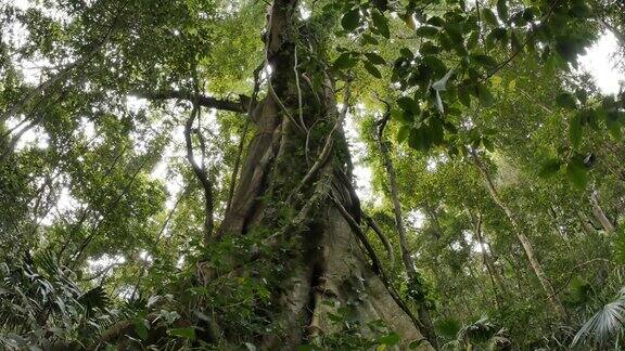 无花果树冠为野生热带雨林自然环境