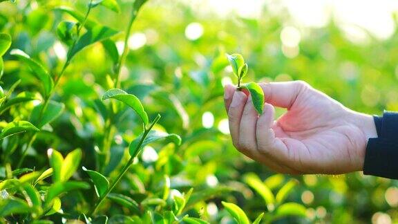 清晨的阳光下茶园里新鲜的绿茶叶子