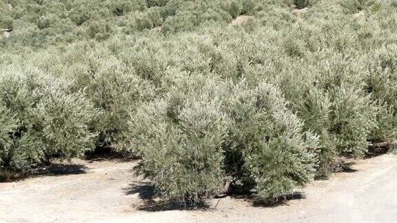 西班牙旱地上成排的橄榄树