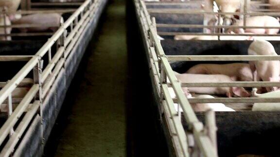 猪在养殖厂内生活