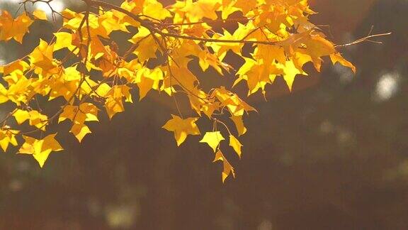 摇摄:阳光下的黄色枫树枝