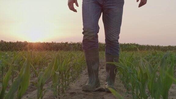 日落时分一位面目全非的农民走在田野上