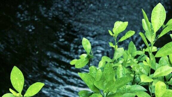 模糊的水背景与水珠在绿色叶子上分辨率为4k
