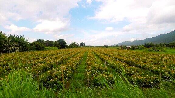泰国巴生洞黄菊农场