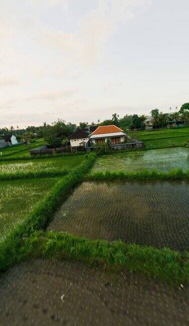 垂直视频快速无人机农业水稻绿田水村