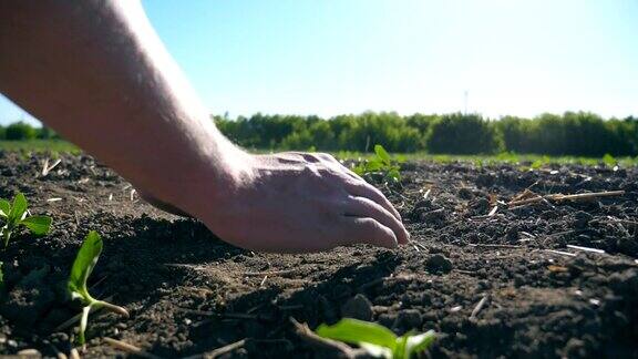 男性农民的手轻轻地触摸着干燥的土壤用手指把向日葵的绿色小芽倒回地里