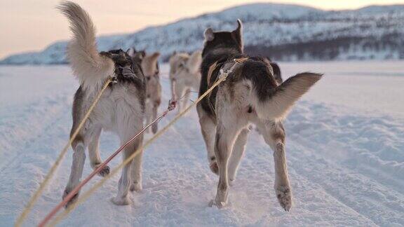 SLOMOPOV一只狗在挪威雪地上拉雪橇