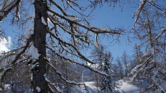 航拍图:欧洲阿尔卑斯山脉冬天的雪树