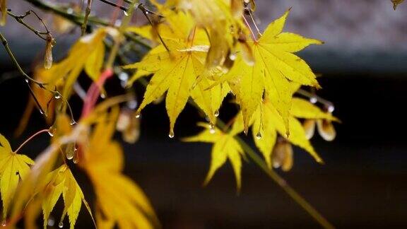 雨滴和树叶