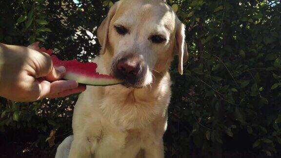 拉布拉多猎犬吃西瓜的胃口从手上