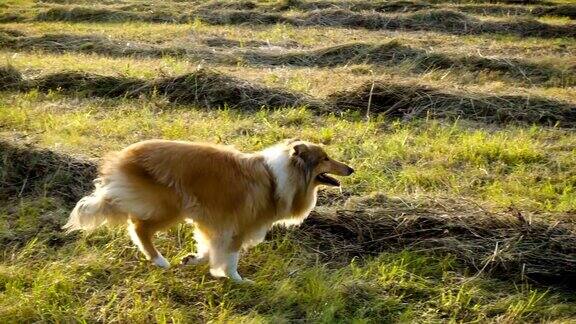 柯利犬在绿地上奔跑慢镜头