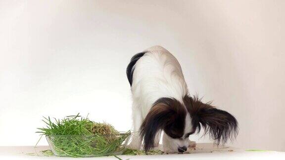 美丽的年轻雄性狗大陆玩具猎犬蝴蝶吃新鲜发芽的燕麦在白色的背景库存录像