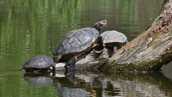 池塘滑水龟又名红耳龟