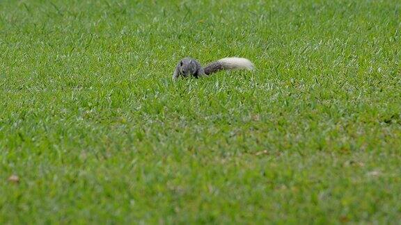 松鼠在草地上活动公园四周都是自然美景