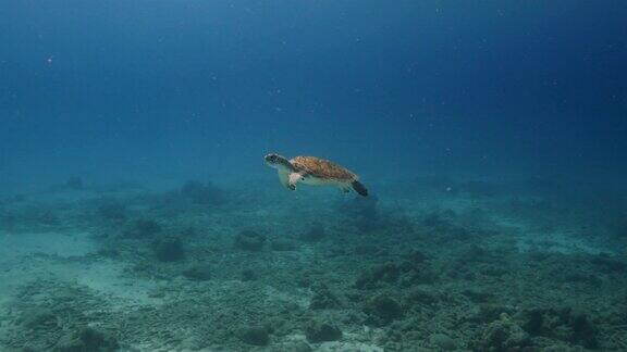 在库拉索岛附近加勒比海珊瑚礁的浅水里的绿海龟