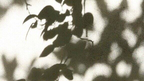 树叶的影子映在墙上