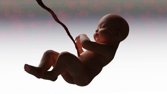 母亲子宫中的婴儿3D渲染