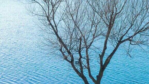 湖边有棵光秃秃的树