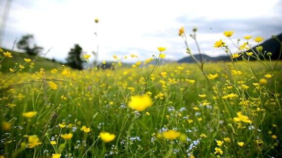 山野上开着黄色的花