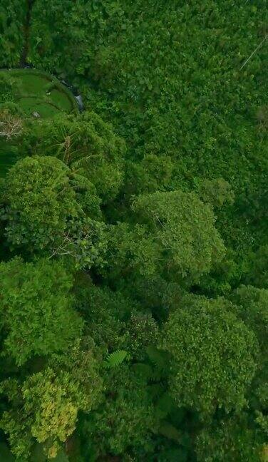 垂直视频丛林雨林山河瀑布热带村庄郁郁葱葱