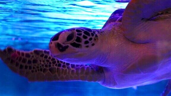 海龟在水族馆里游泳海洋水族馆泰国