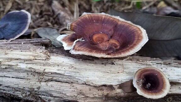 森林老原木上的蘑菇