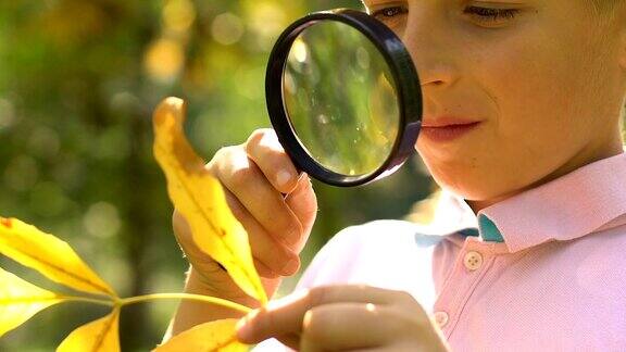 小瞳孔用放大镜观察黄叶结构近距离观察