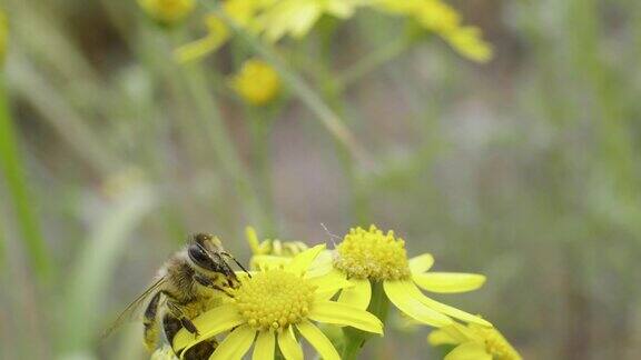 蜜蜂在花上采集花蜜