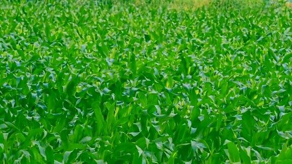 田野里绿色的玉米幼苗