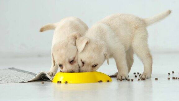 两只拉布拉多小狗滑稽地在地板上吃着一只黄色的碗