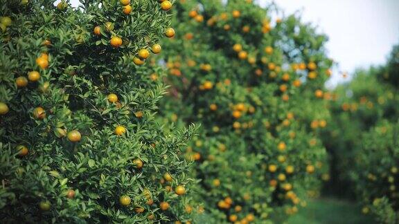 橙子树上的新鲜果实
