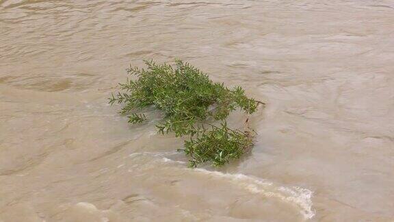 大雨后被困在河里的灌木