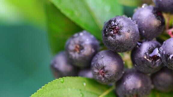 北美沙果Aronia