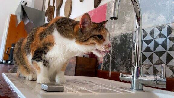 瞎猫从厨房水龙头喝水