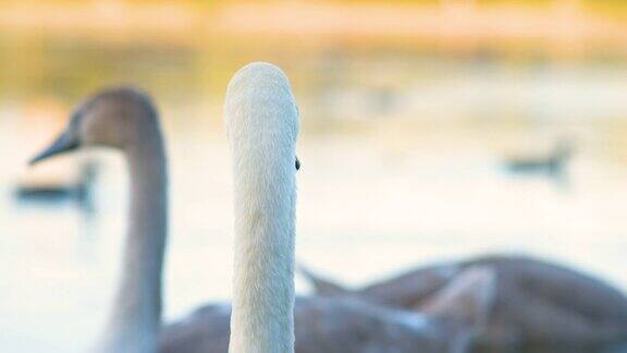 美丽的白色天鹅在夏天的湖水上游泳