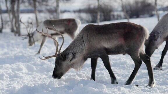 拉普兰雪地上吃草的驯鹿
