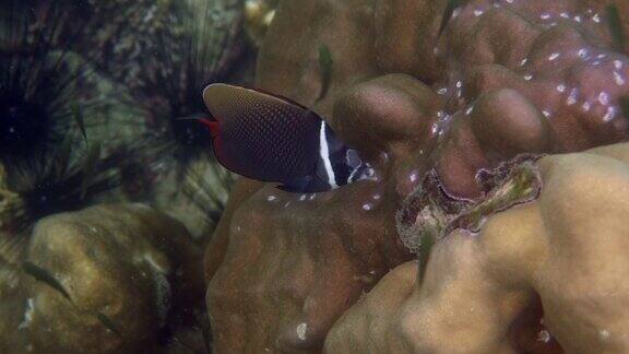 珊瑚礁与热带鱼浮潜或在热带海水潜水