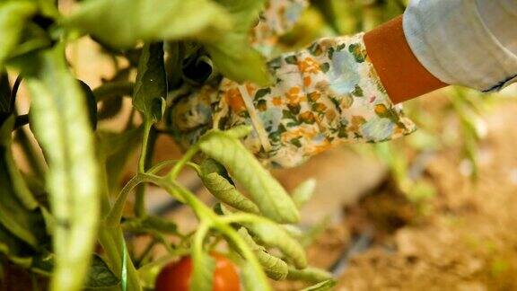 温室采摘西红柿
