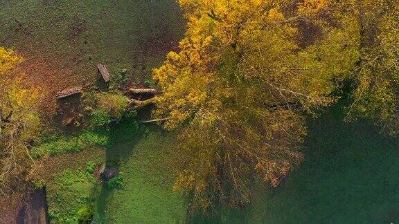 这棵树是在一个阳光明媚的秋天早晨由无人机垂直拍摄的秋天的风景