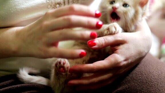 小毛绒绒的红色小猫躺在红指甲的女主人的手里通过咬她和抓她玩