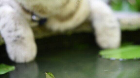 可爱的虎斑猫饮水在荷塘碗绿色花园