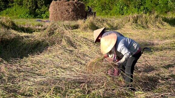 农民在稻田里收割